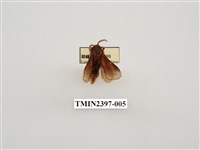 大元寶枯葉蛾藏品圖，第1張